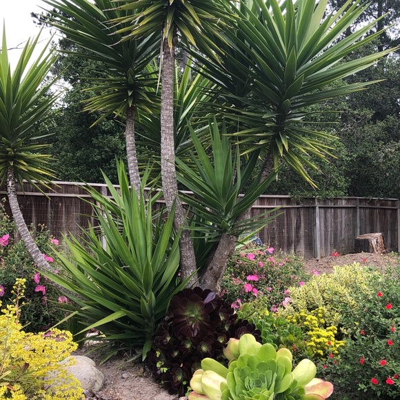 Meet your Posher, Christine and Bridgette🐾 - Picture 10 of 16